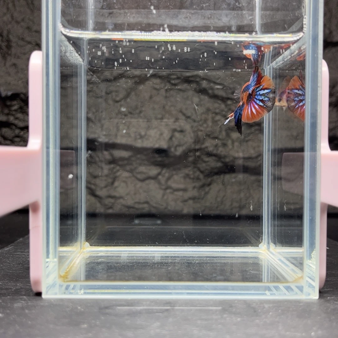 海胆宙斯斗鱼竞拍11-24