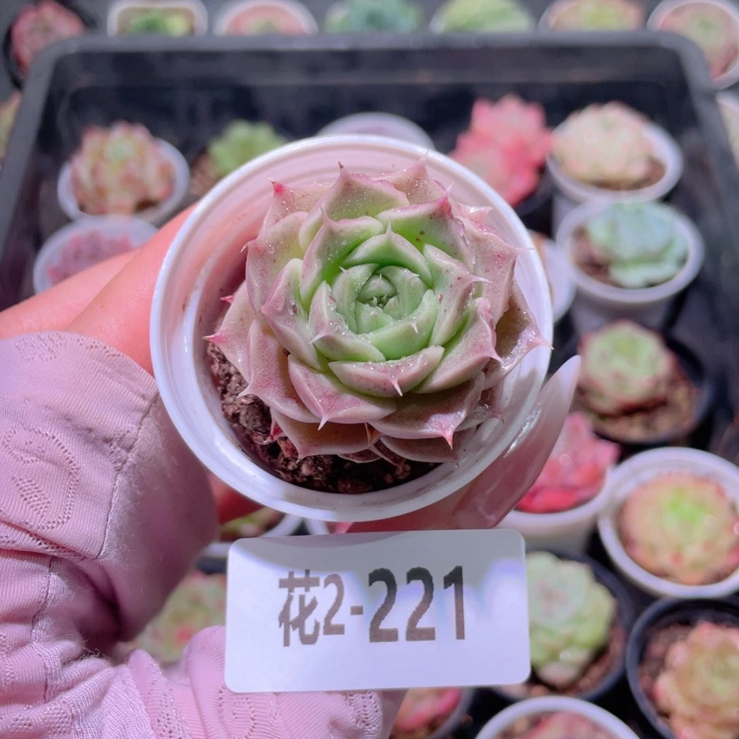 花利美2-221霜瓷