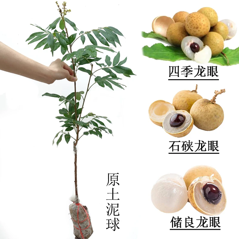 四季龙眼苗树嫁接龙眼苗石硖储良龙眼苗桂圆树苗南方种植带土发货