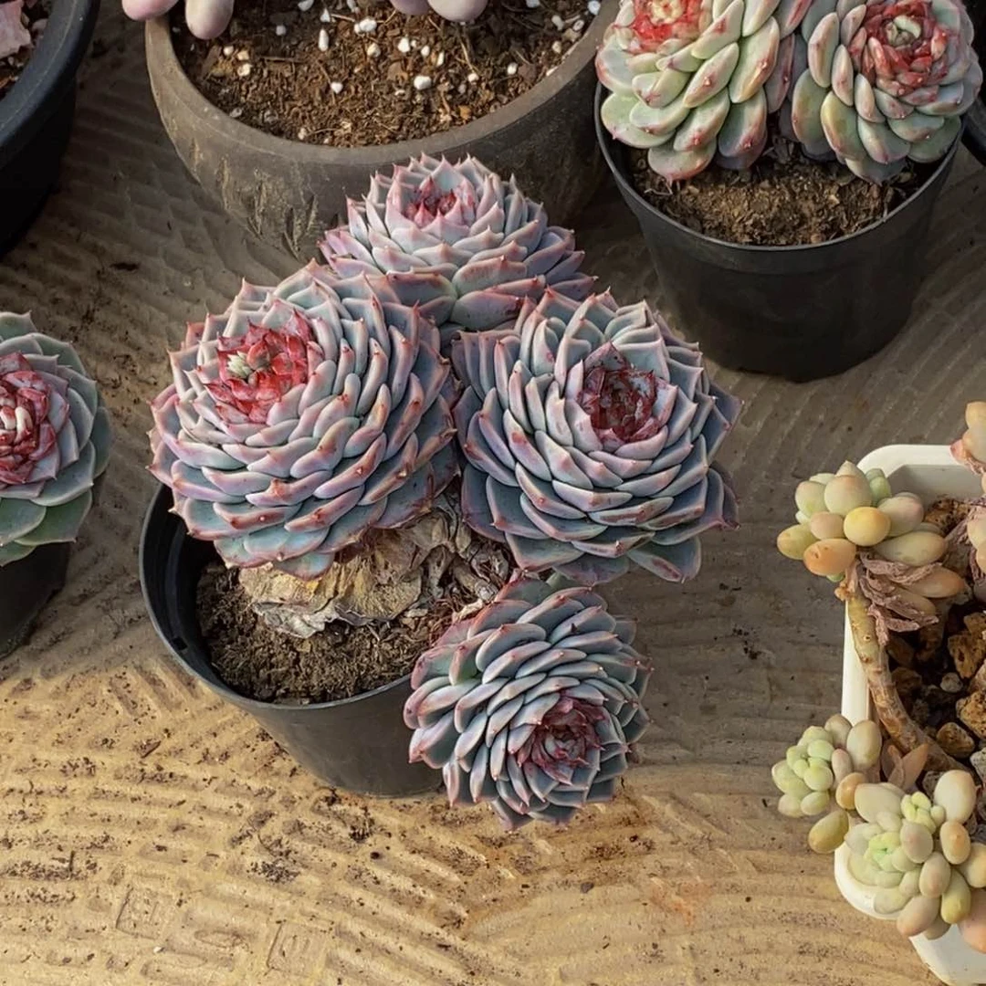 安****然48包邮一物一拍多肉植物