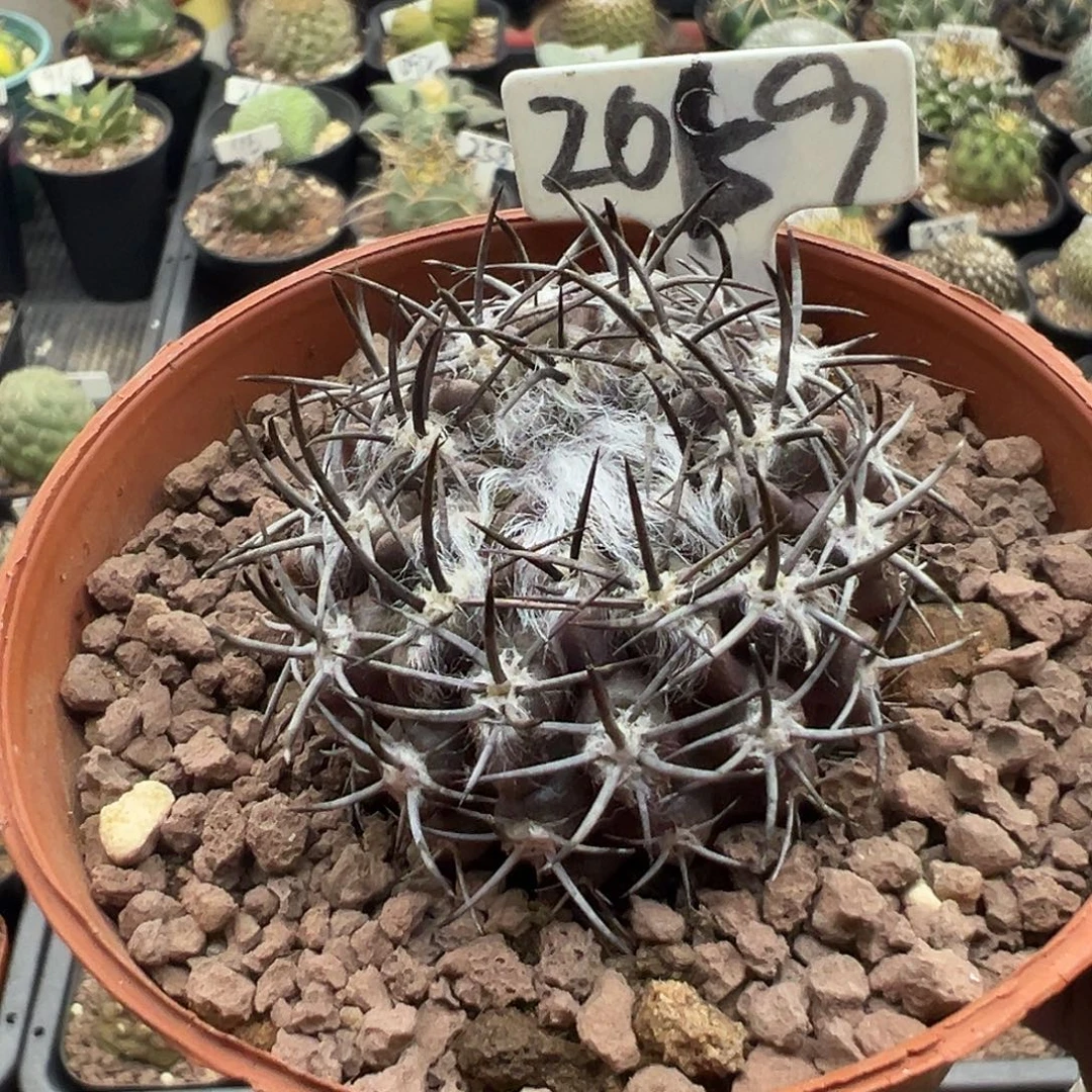 2059羊毛球实生90