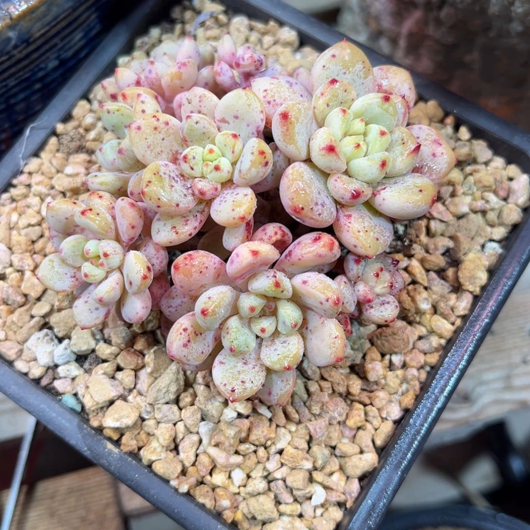 杂交duolvtayujujinnvj