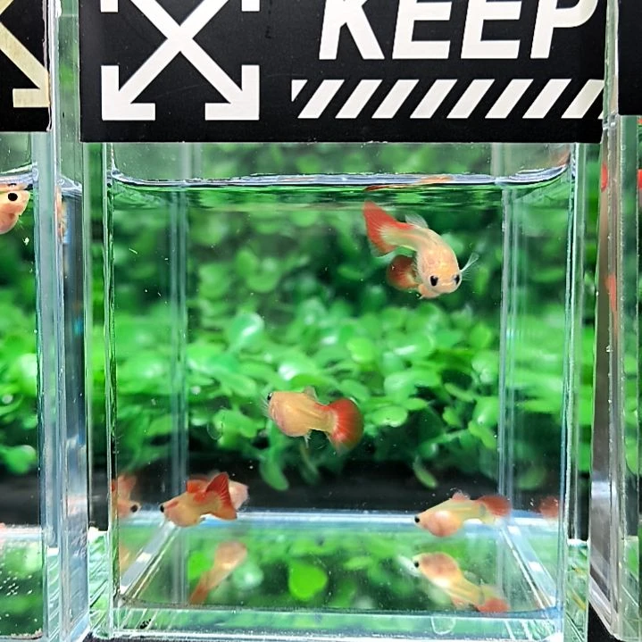 孔雀鱼皇家落日玻璃猫两公四母带胎。