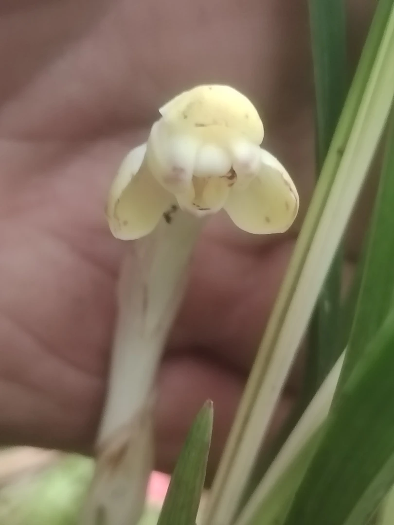耐寒耐热春兰四季常绿庭院阳台绿植盆栽开花香兰花