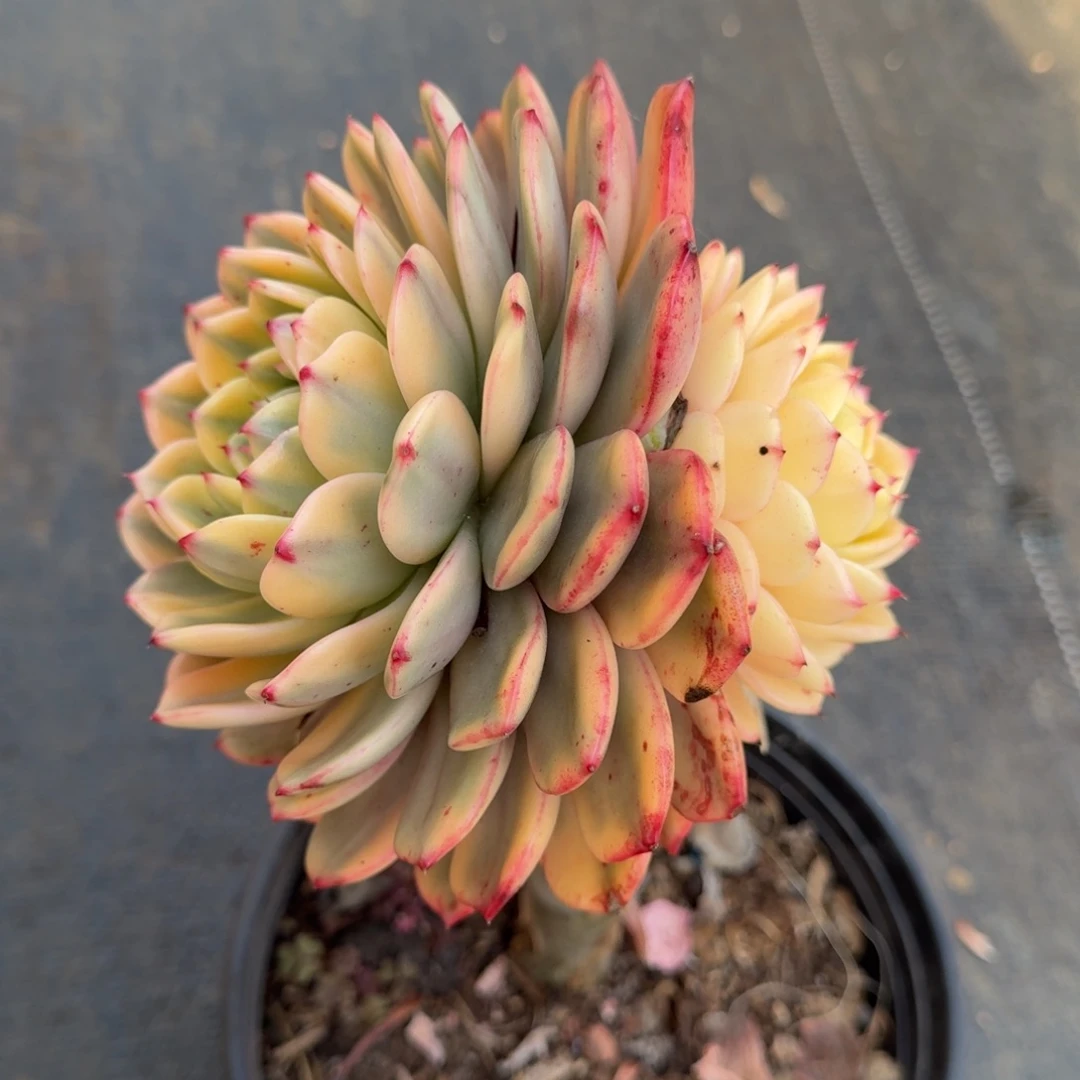 弗朗明戈锦锦上园艺一物一拍