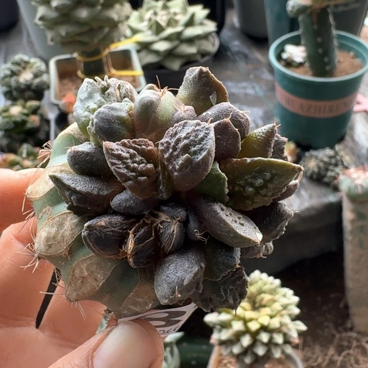 938哥斯拉牡丹群