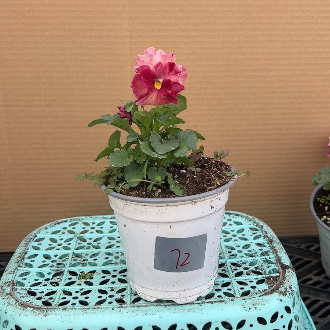 【闪购商品】完全开放072号