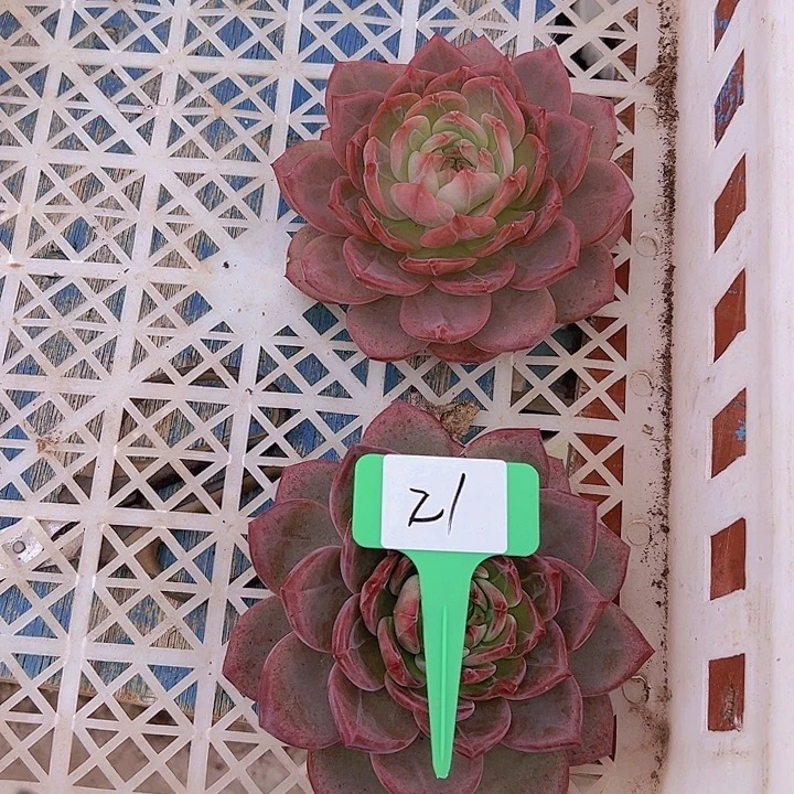 21夜魔一个脱土多肉