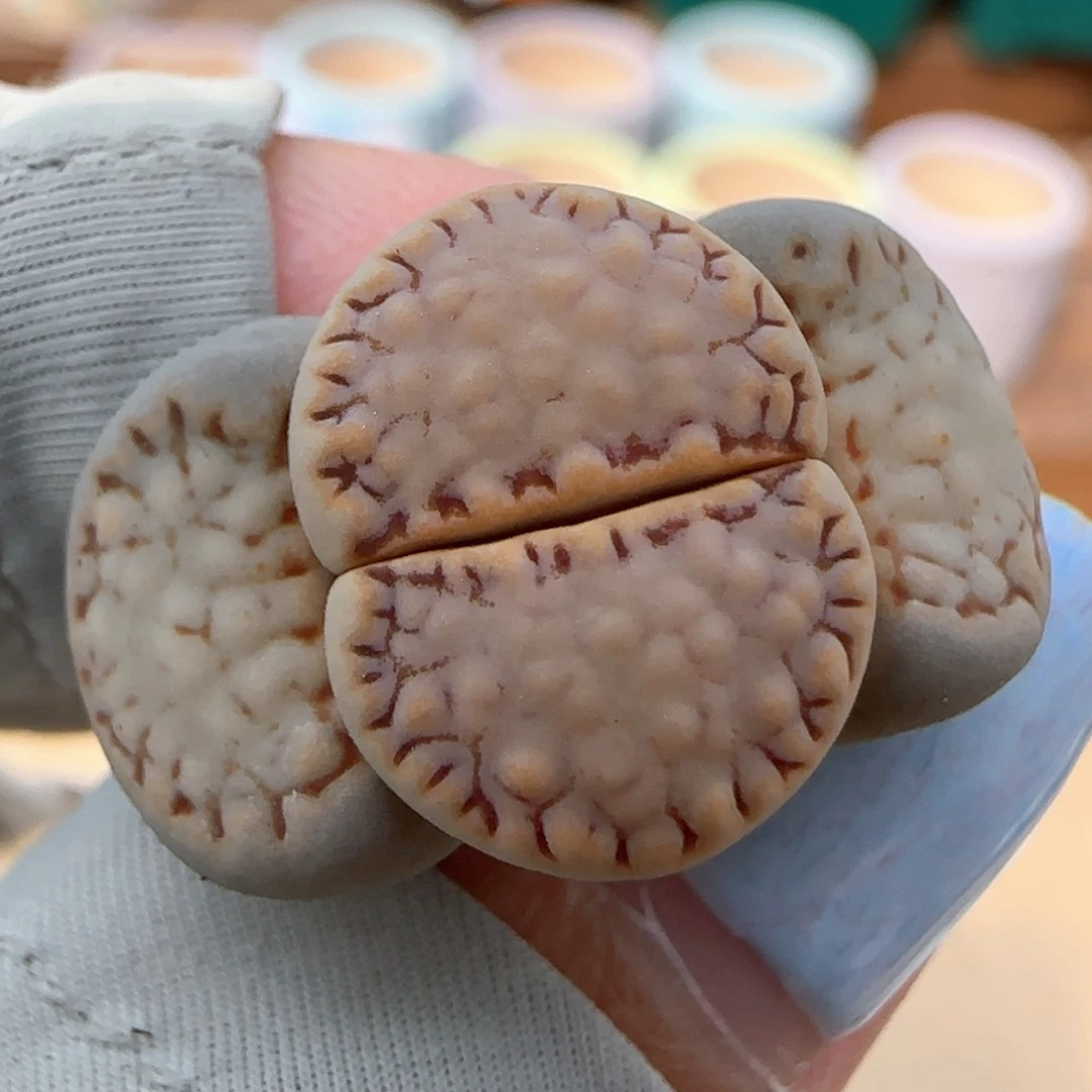 3。22。7047。 .6。  饼干。