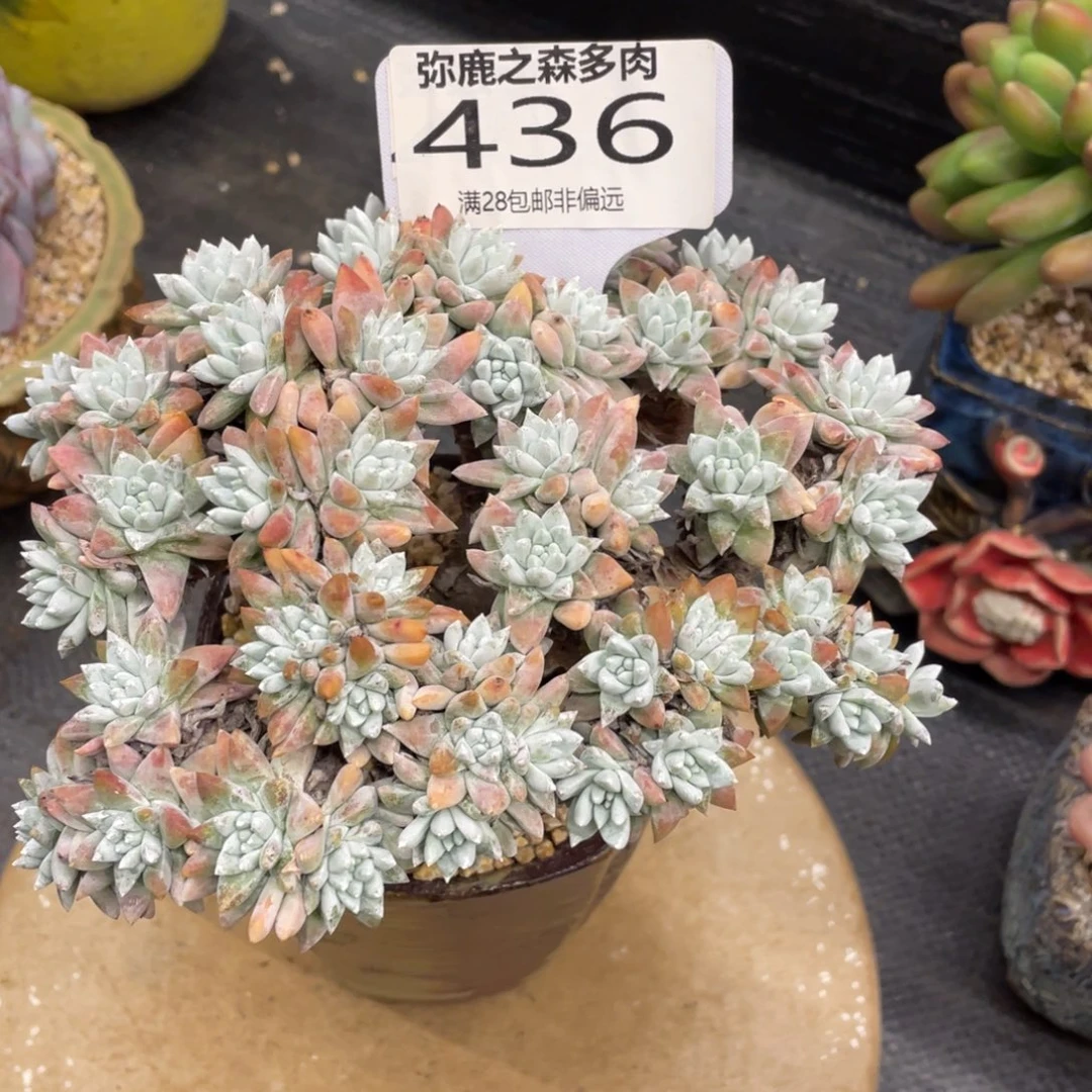 弥鹿之森一物一拍