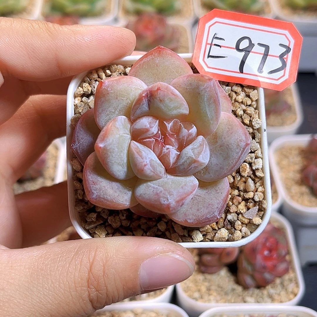 E973一物一拍 珍妮精选