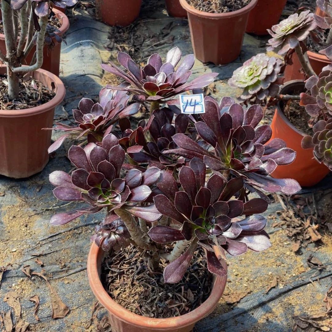 14鲜花老桩老桩造型