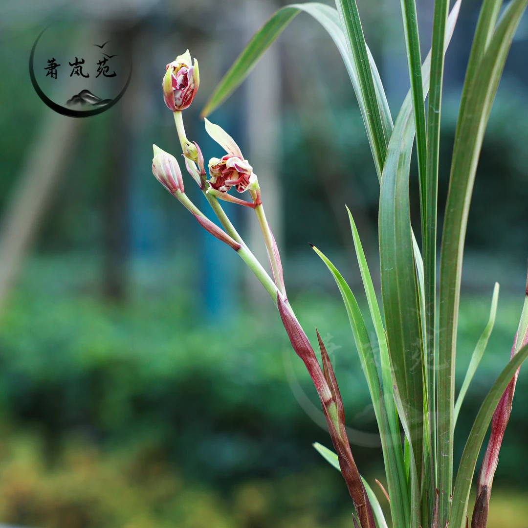 兰花寒兰【凤凰传奇】浓香奇花花大色艳花期11-3月高端好养上品兰花