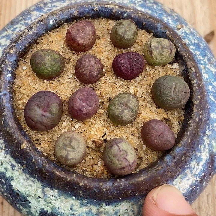 23513小毛杂一盆