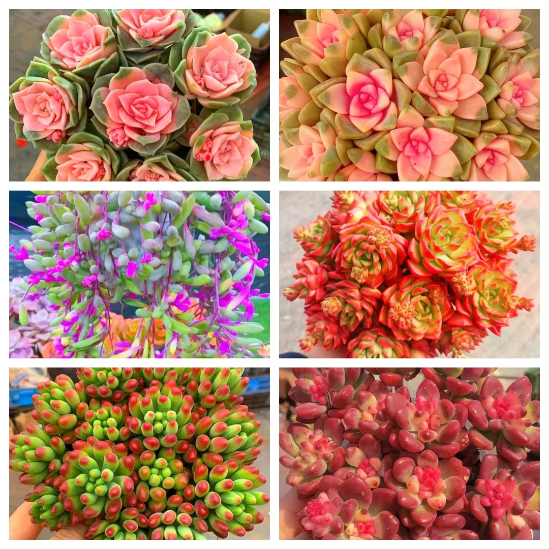 MS满满一大箱，全部挑好的发，7个带盆土，云南基地发。