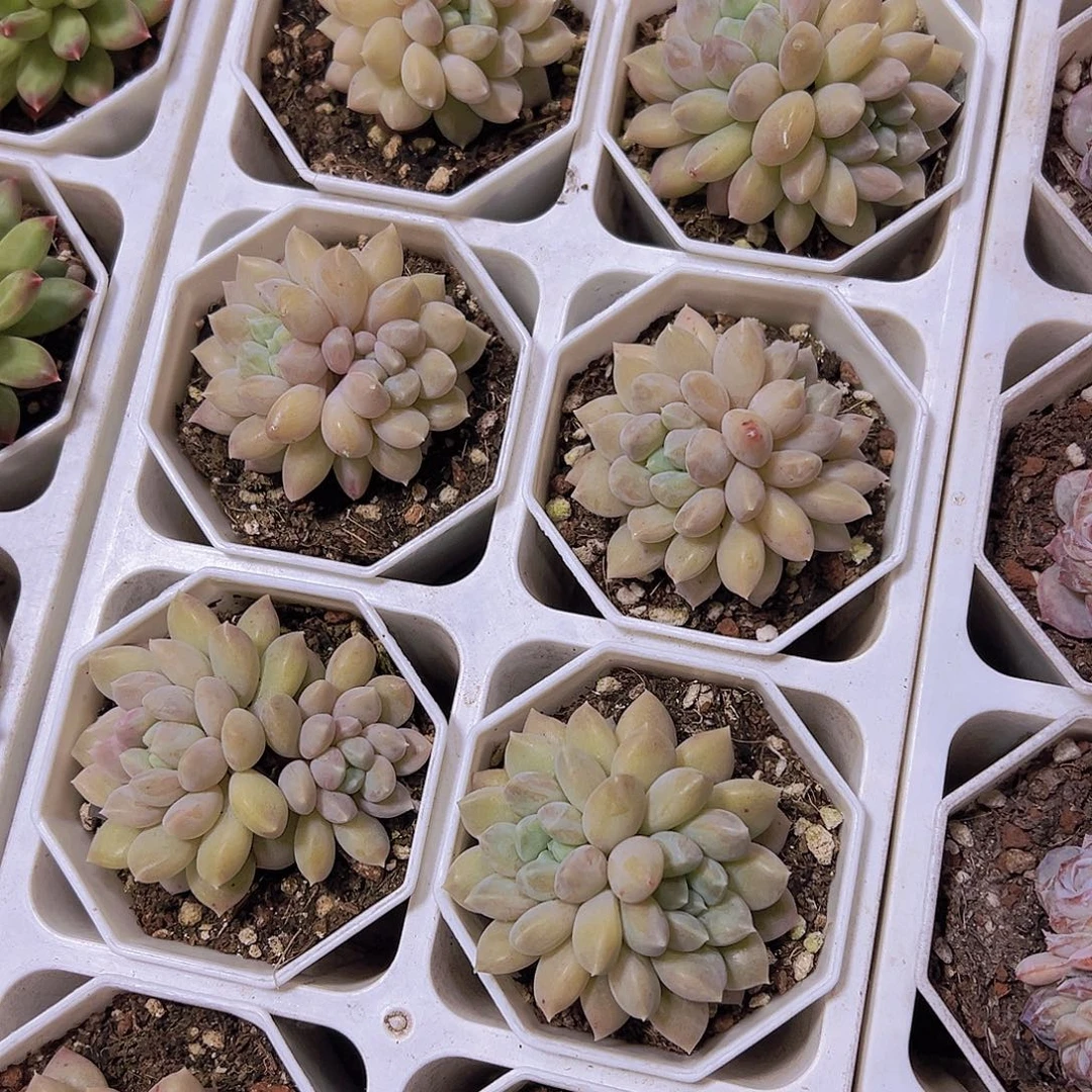 双头奶糖19包邮多肉