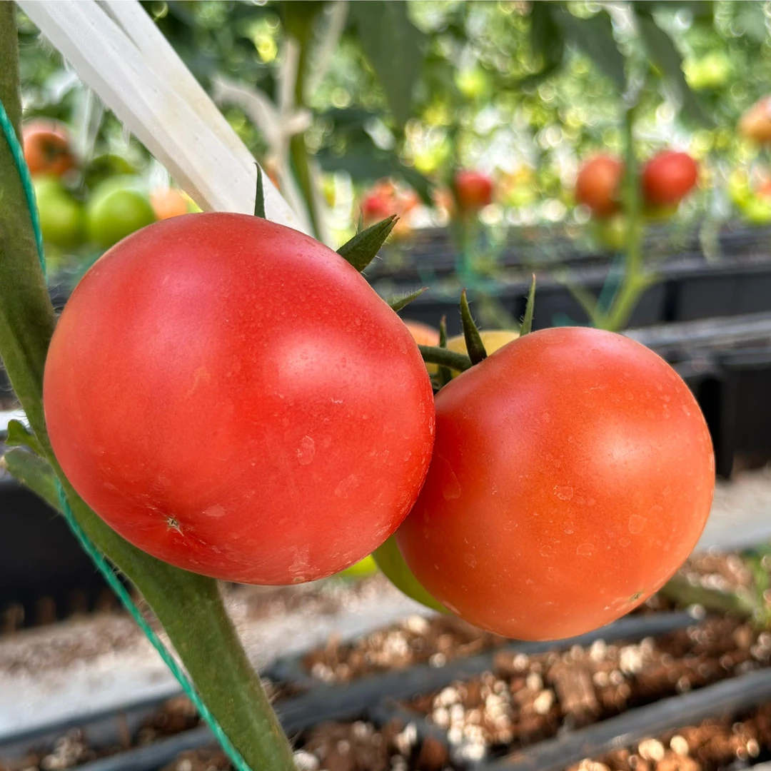 新鲜自然熟黄金籽西红柿农家老品种