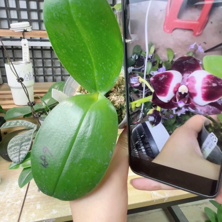 完全开放弥陀189-墨玉-2006-新品-苗不多