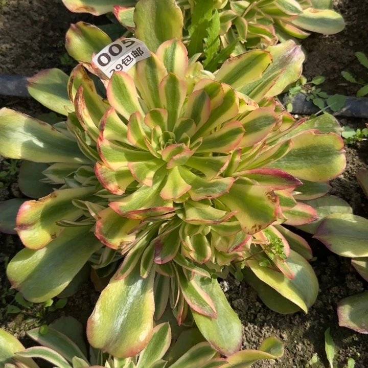 香妃……多肉植物……