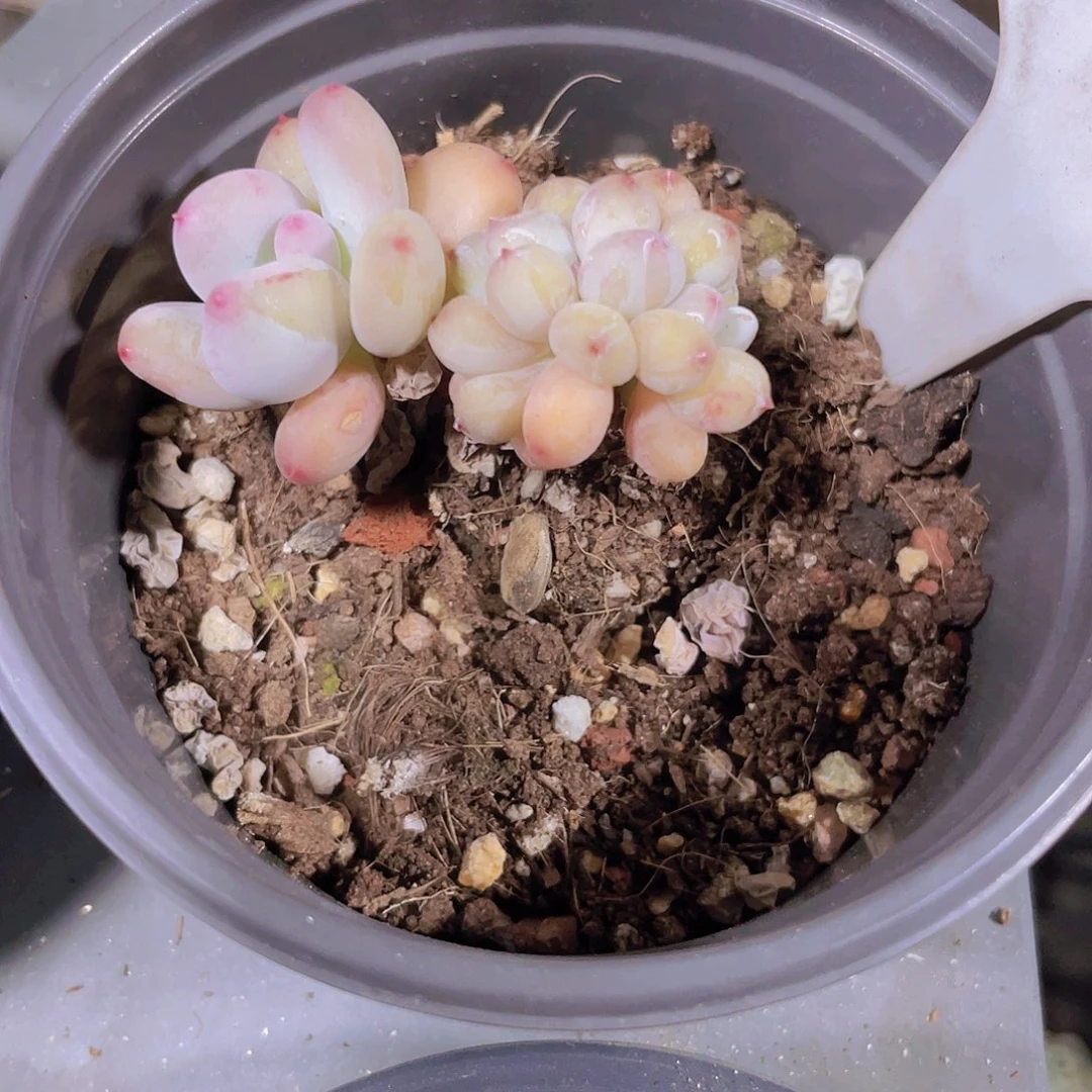 未*缠苹果奶缀a019一物一拍