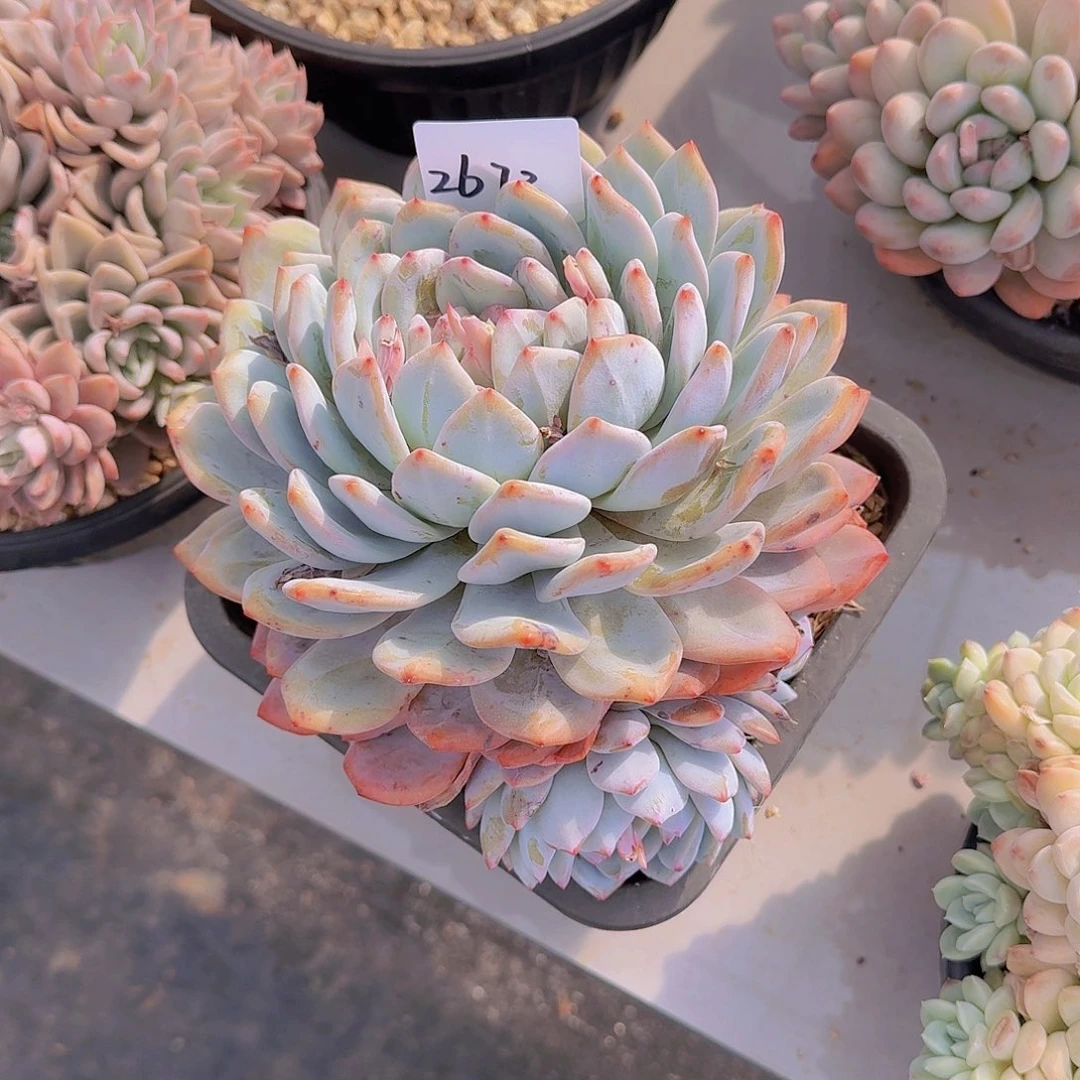 垚*2673橙子多肉植物