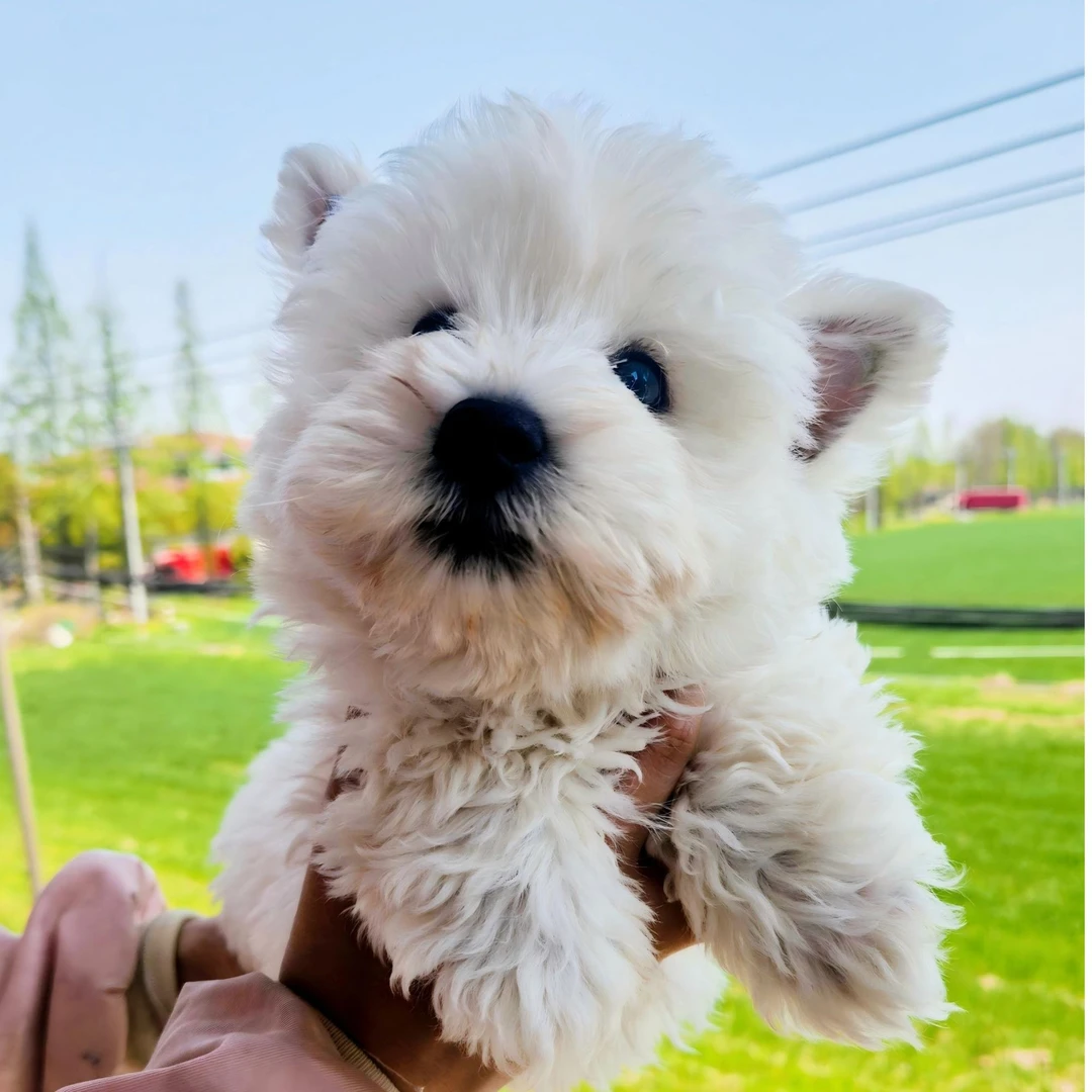 西高地妹妹西高地白梗犬西高地软毛软爆毛西高地