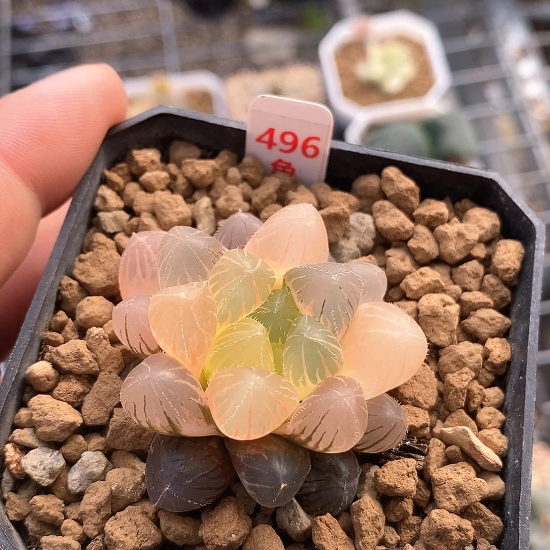 496号蓝镜玉露锦一物一拍