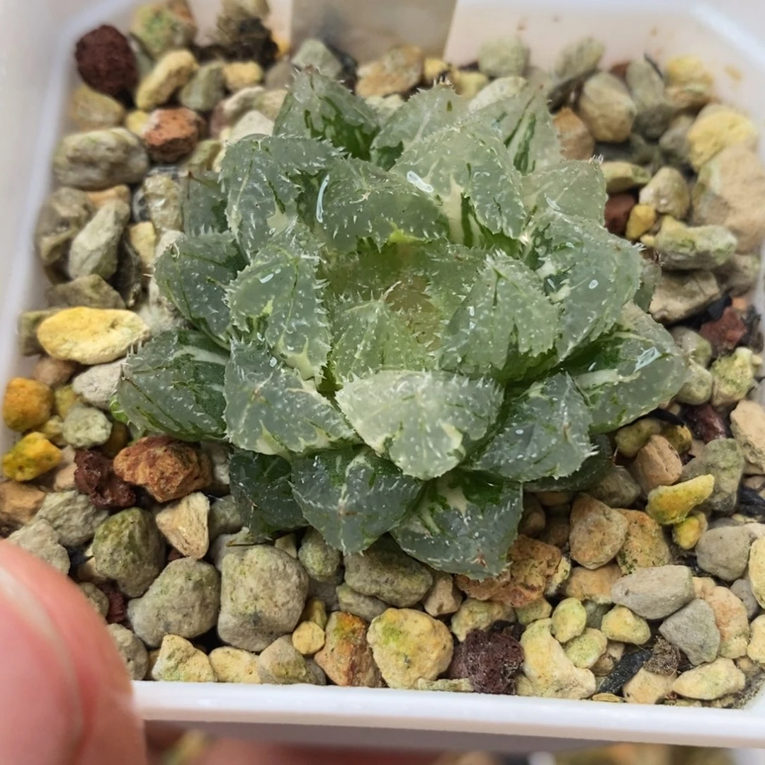 269玄冰玉露锦一物一拍