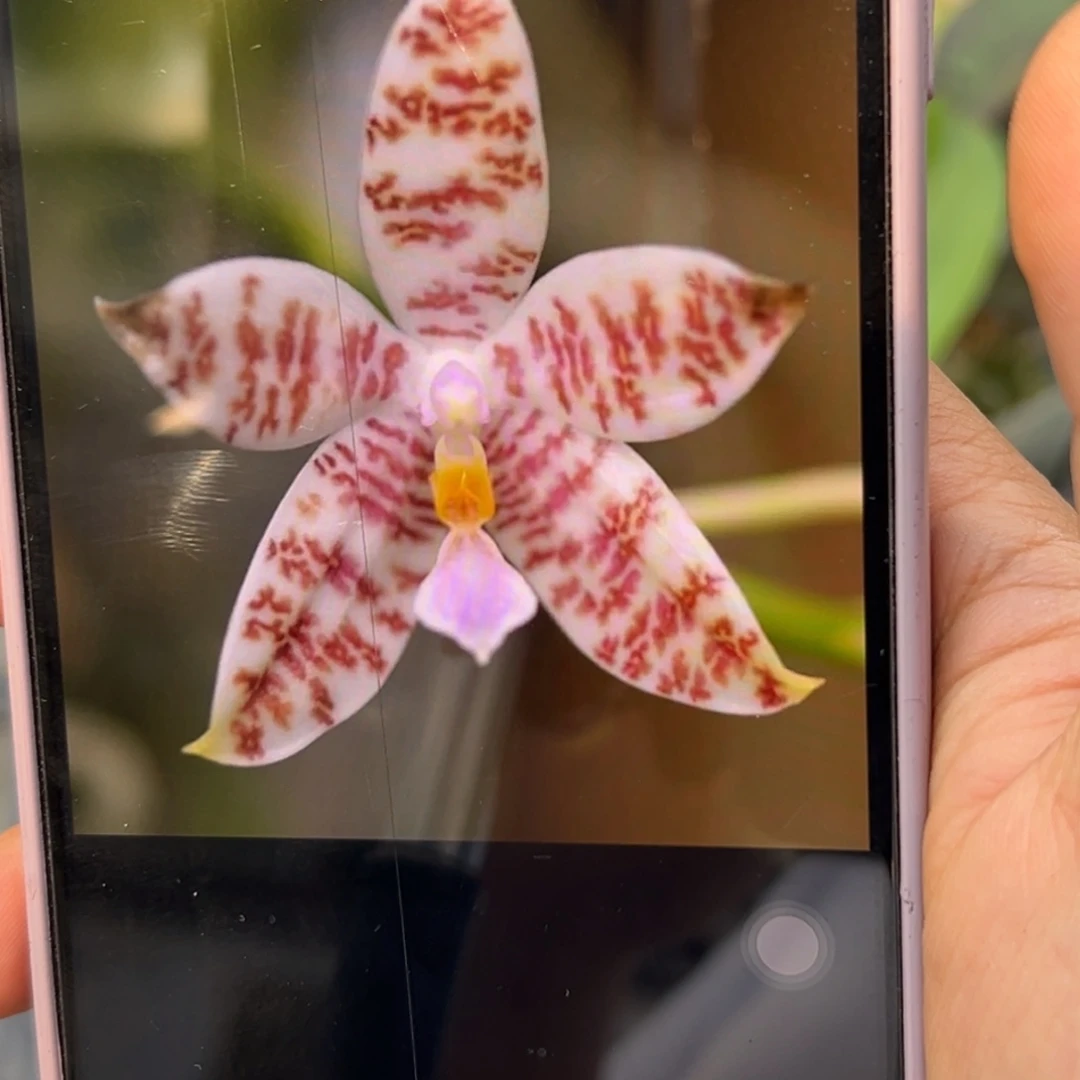 当前无花栽培后可以开花红珊瑚象形文字