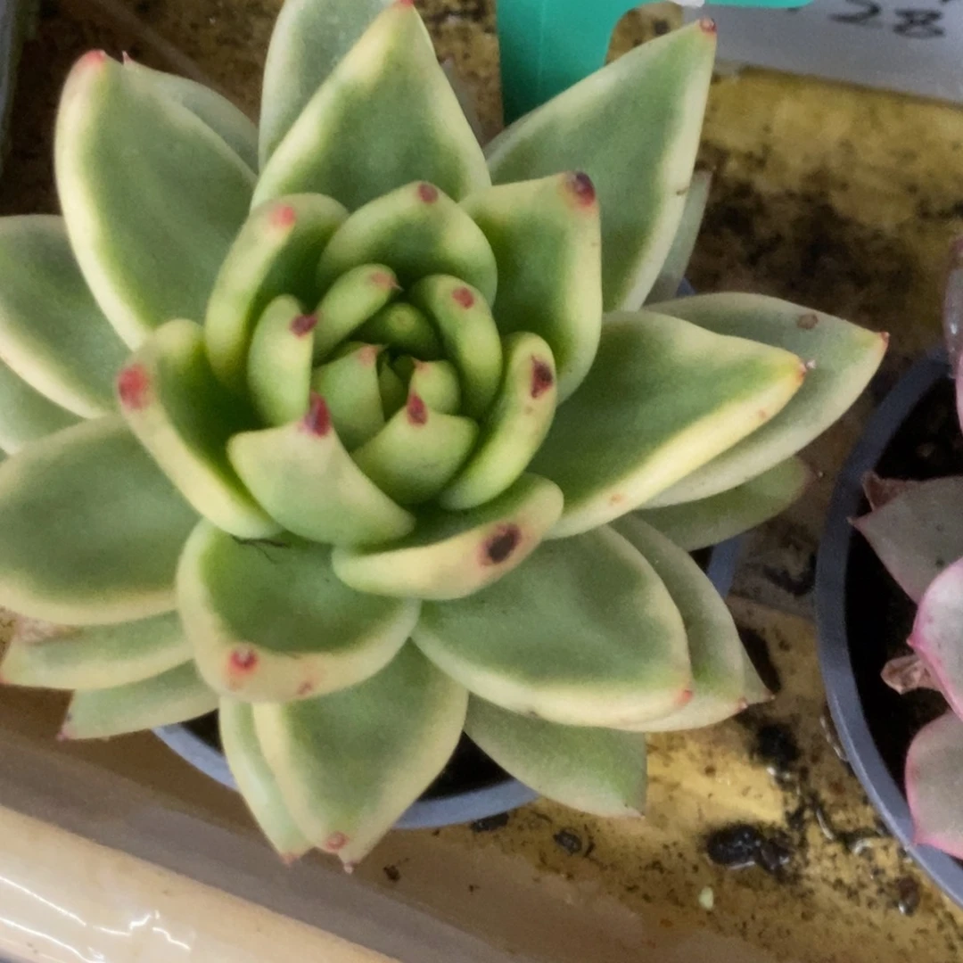 038东云杂有叶伤锦锦锦