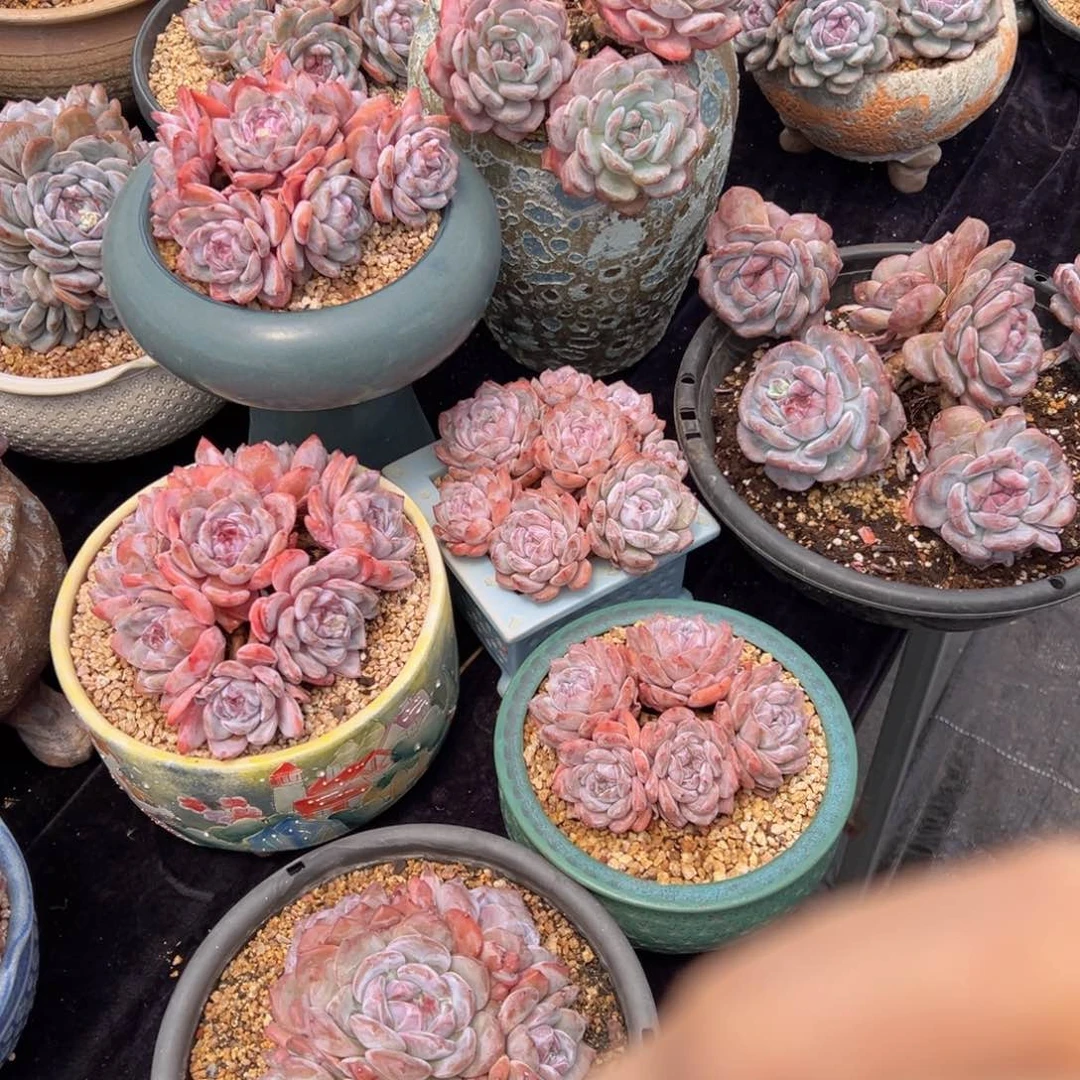 心**飞新年快乐七个 不带盆 新年快乐