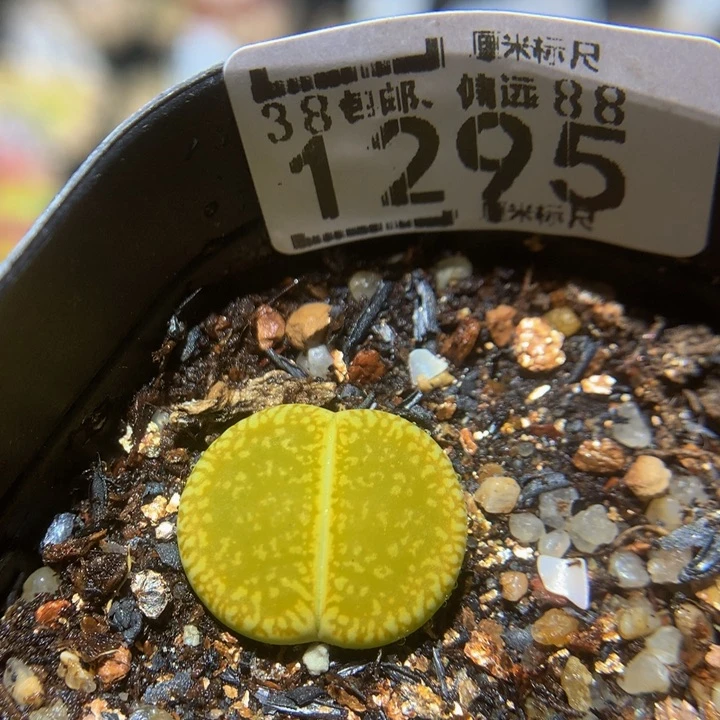 Zzx精品生石花1295