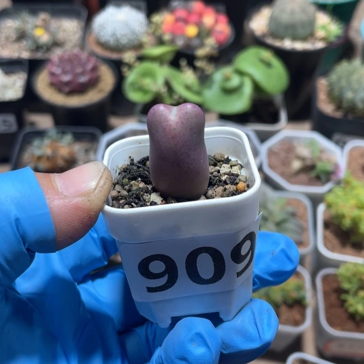 铁**?909少将肉椎 植物