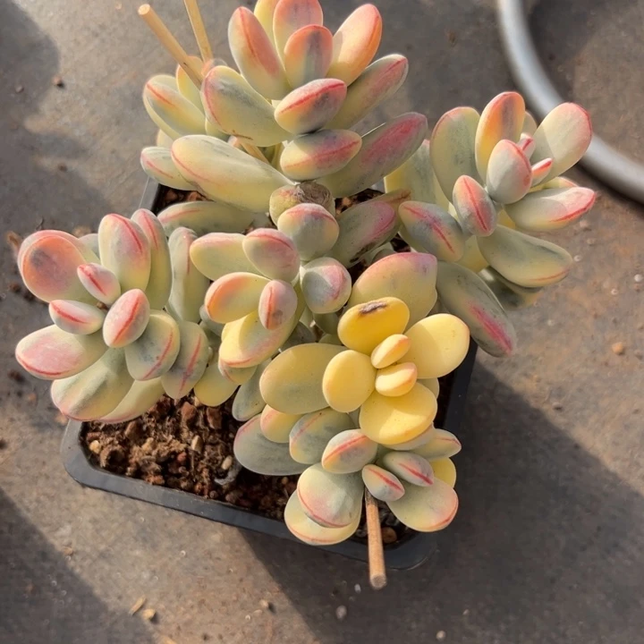 无花朵721号福娘锦无砍平头18冠幅