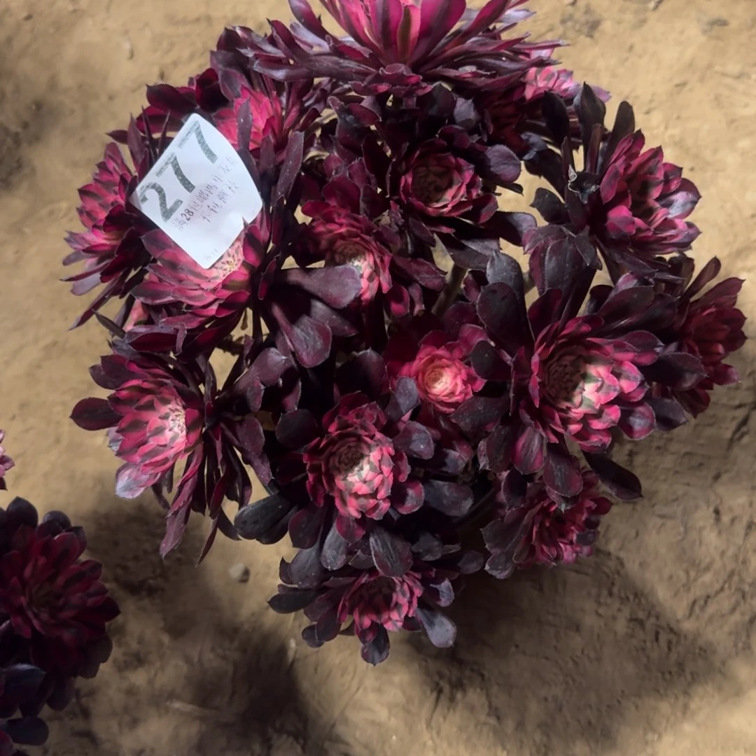 兔***萬277号黑桐超白清棚不包损