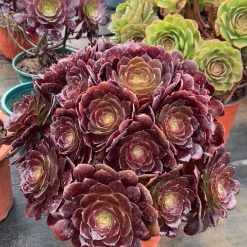 赤焰莲多肉植物041