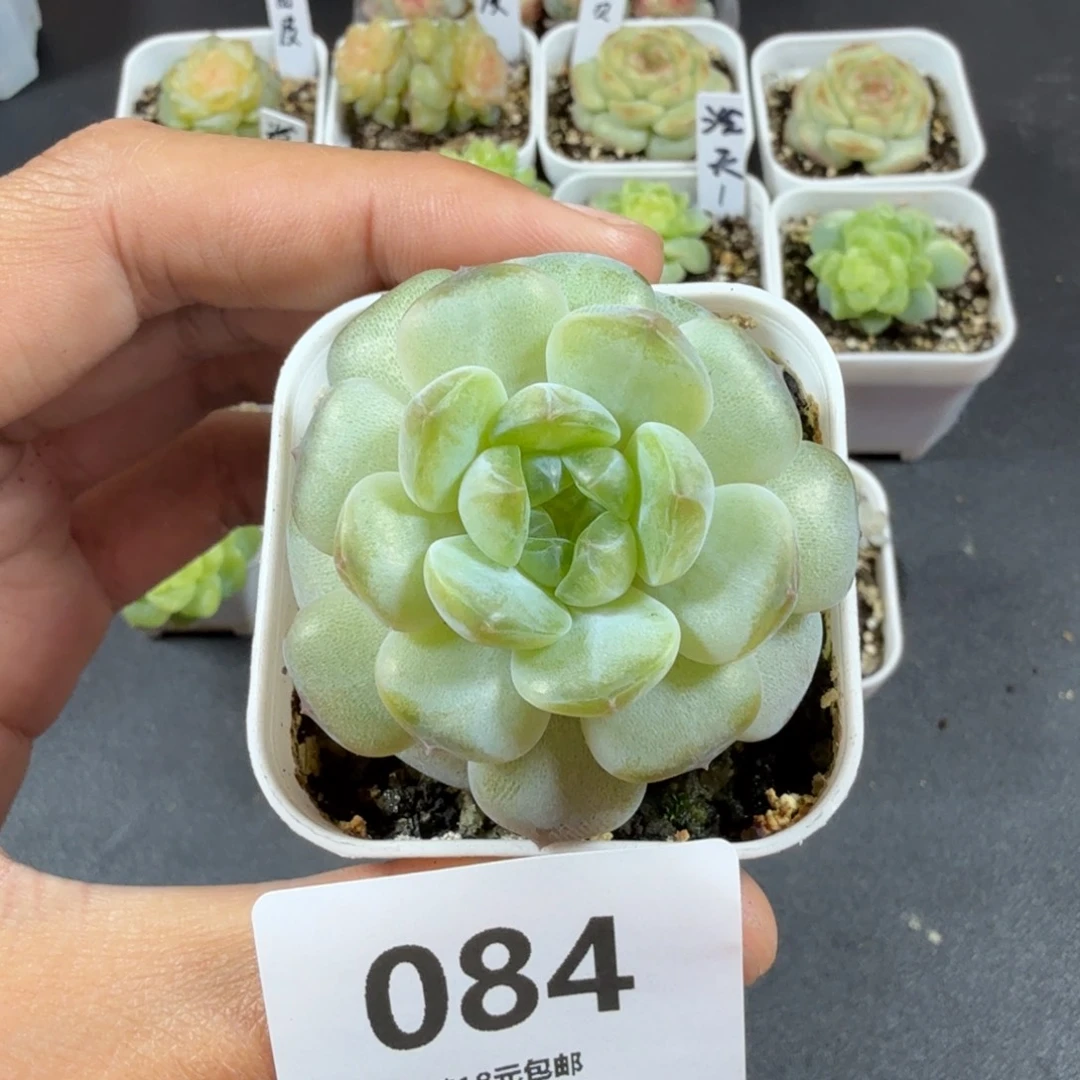 糖混单头一物一拍084