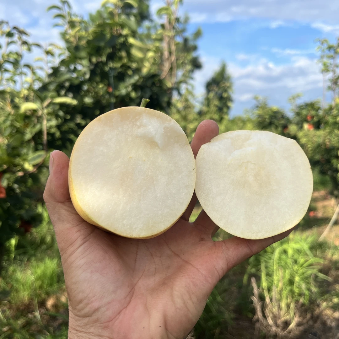 湖南辰溪县黄金梨高山蜜梨皮薄多汁现摘现发净果4.5斤—9斤包邮