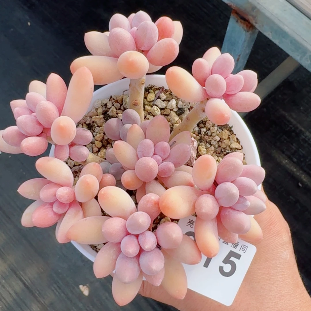 汤圆群生整装      愿你一路坦途，乘风破浪展宏图