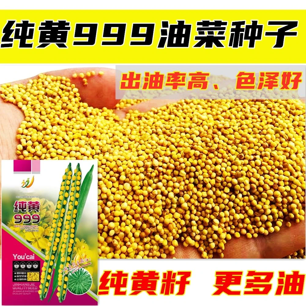 纯黄999油菜籽早熟高油黄籽黄油产量高原装正品耐寒抗病抗倒种子