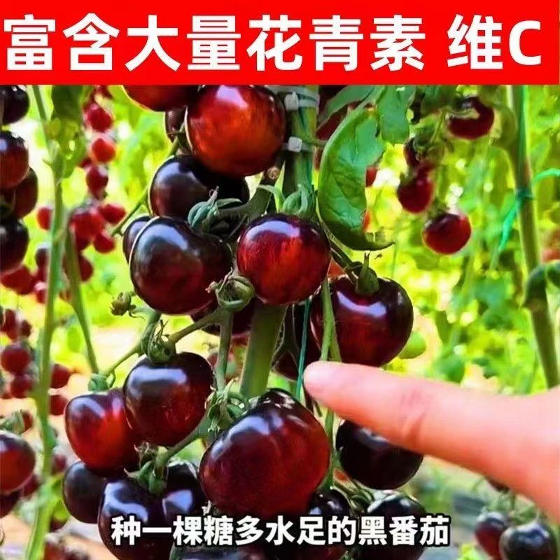 【黑番茄家庭园艺适用】黑番茄南方四季种北方两季种子多汁蔬菜种子