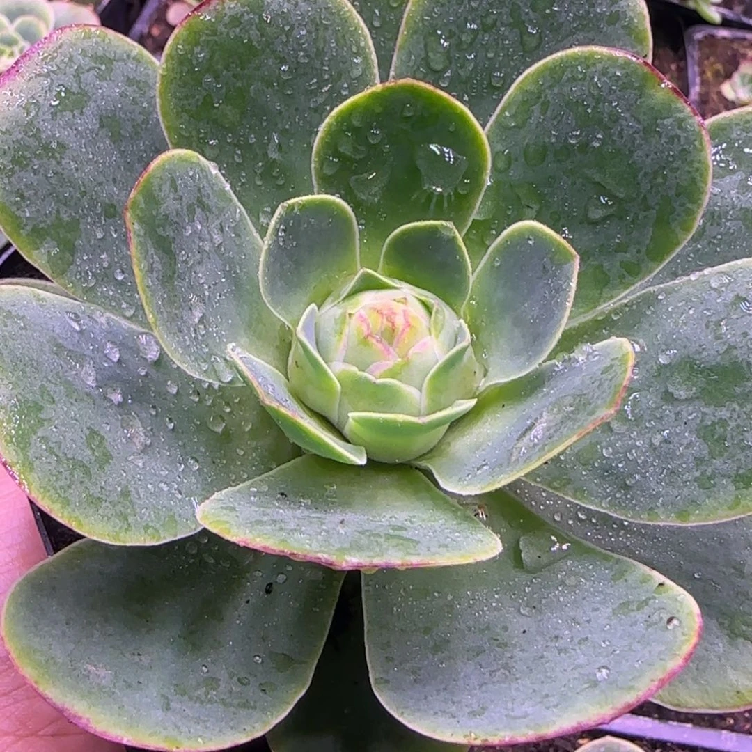 10厘米仙桃玫瑰老庄11242434343