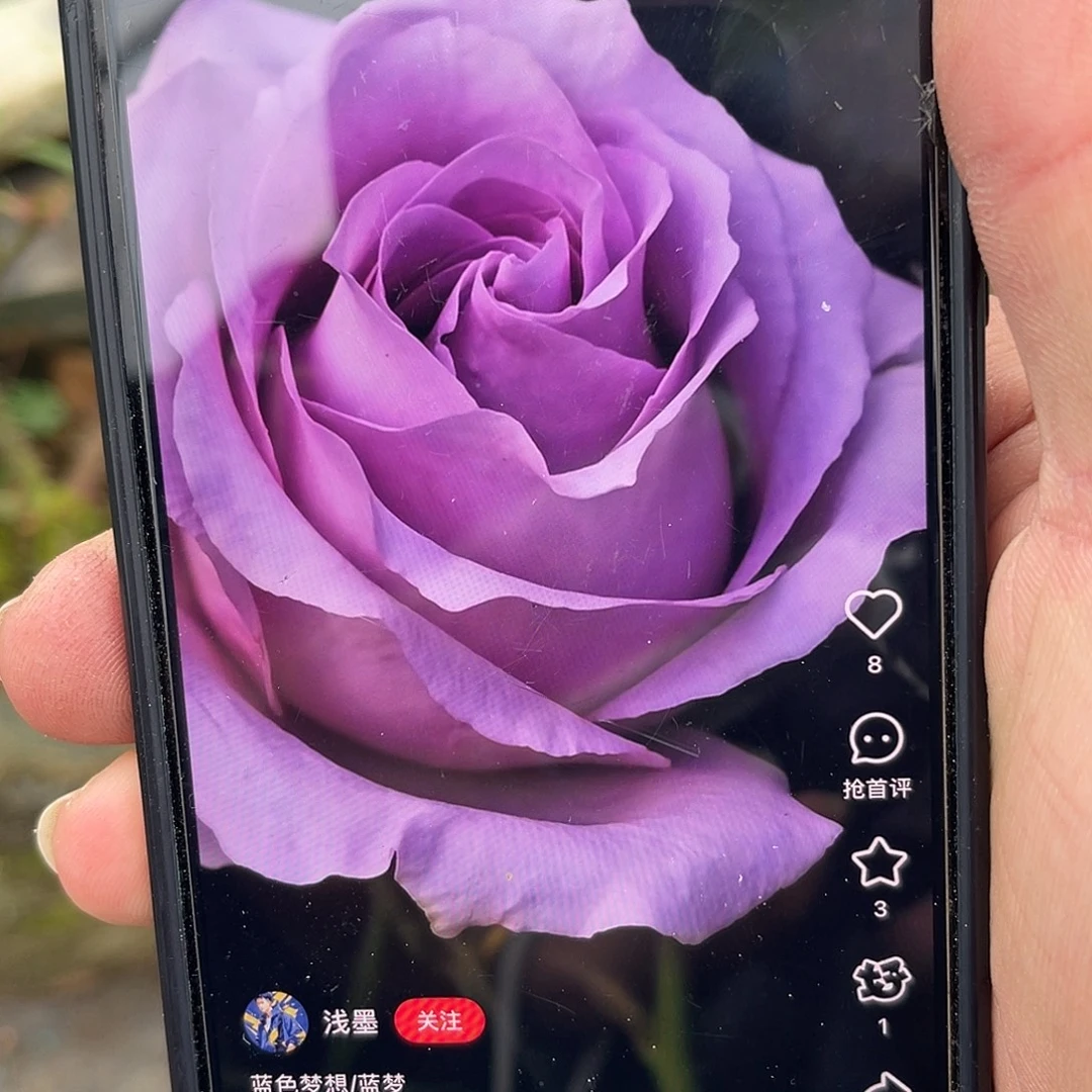 无花朵——蓝色梦想 福利款