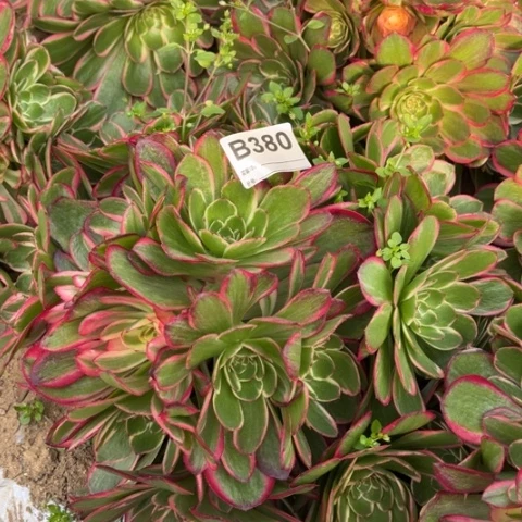 多肉植物粉花妖绣球