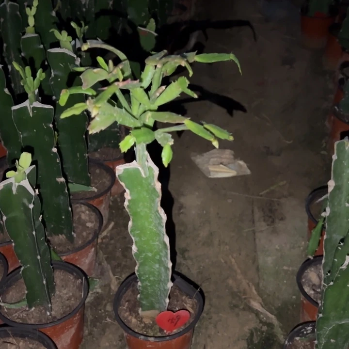 喜***雪当前无花栽培后可以开花鲁迪159