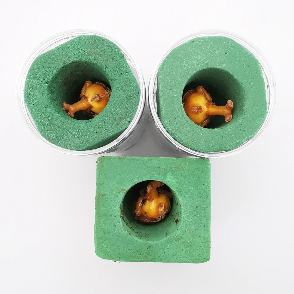 独角仙幼虫羽化成虫人工蛹室观察盒甲虫专用保湿花泥救急化蛹工具