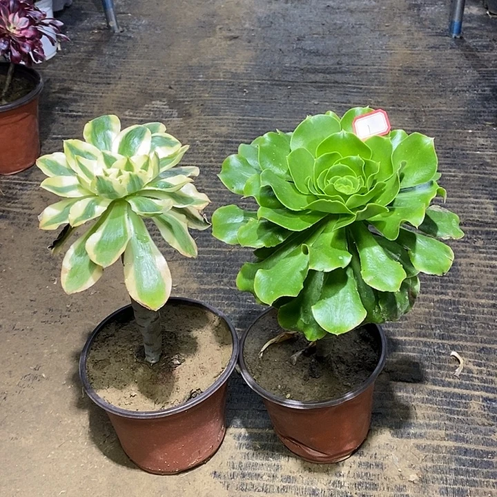 1，2棵多肉1356789990