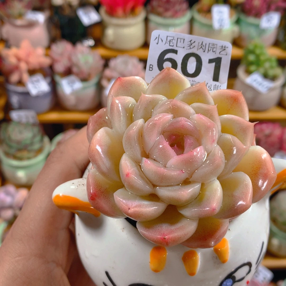 小尾巴多肉园艺5CM迷你拇指盆栽601