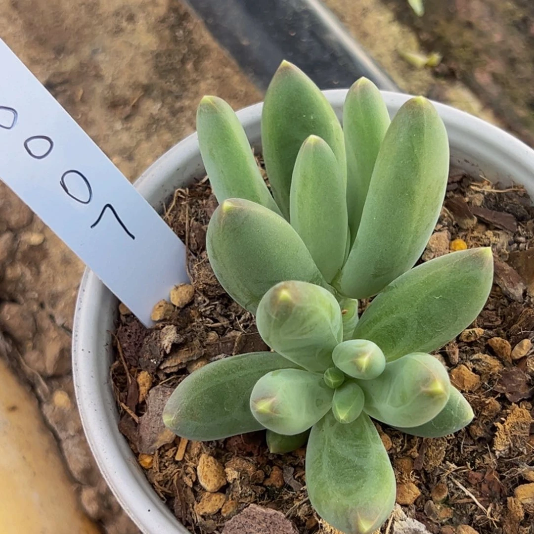 6007号下午多肉植物群生吃饭