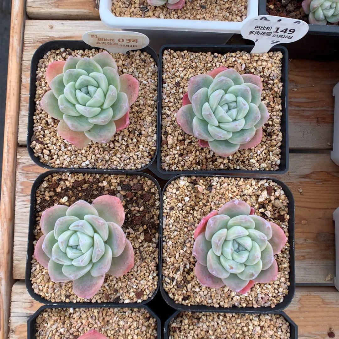 好**朵34-149两个冰玉多肉植物